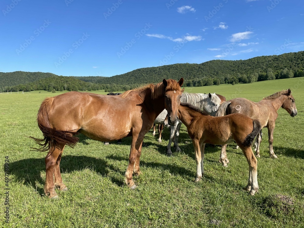 A small herd of red horses with small foals. The herd grazes freely. On the background of beautiful mountains and green forest. A small herd of red horses with small foals. The herd grazes freely. On the background of beautiful mountains and green forest.