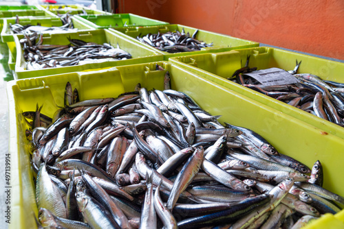 Anchoas recién pescadas en cajas esperando a la subasta en el puerto