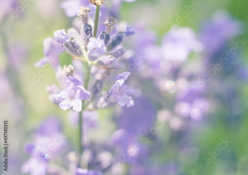 Lavender macro flowers with water drops summer background.