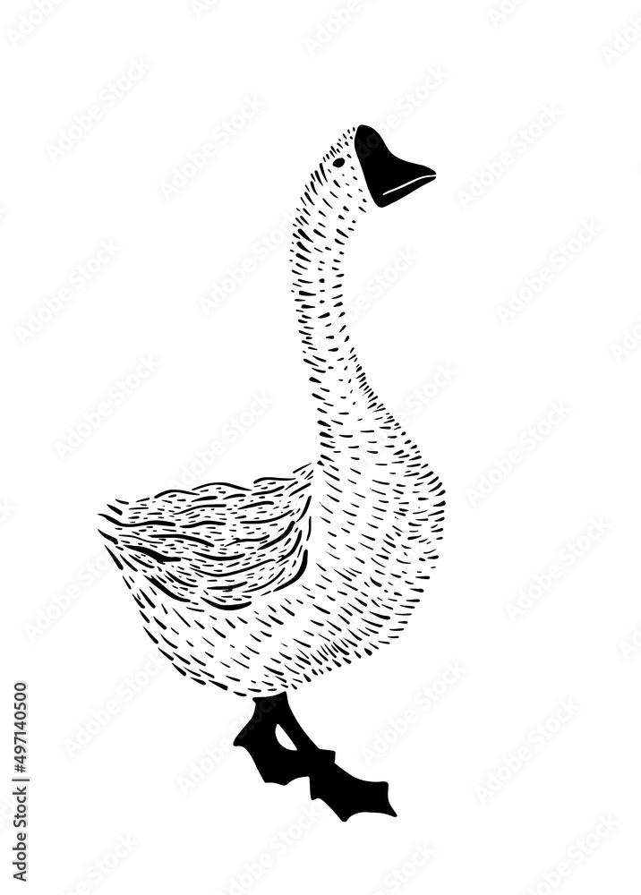 Geese in the graphics line bitmap with a stroke.Vector graphics Stock ...