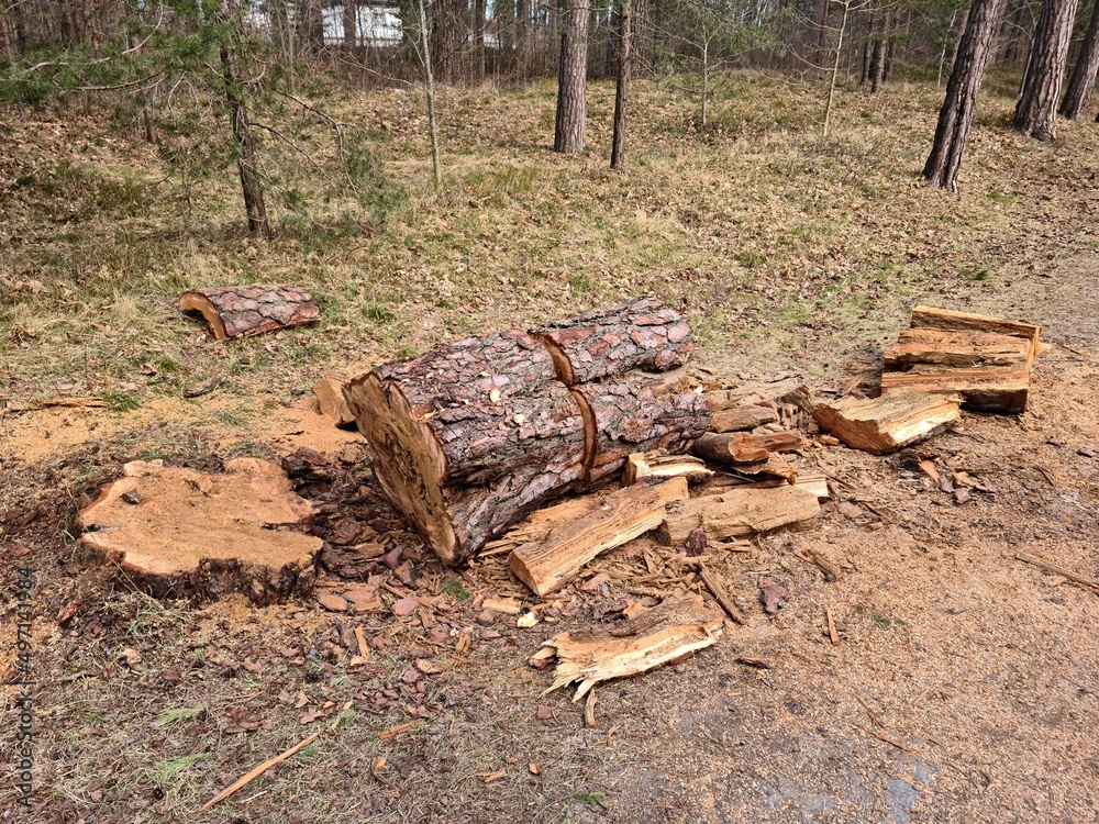 An old pine tree in the forest sawn into pieces and will be used as firewood in winter