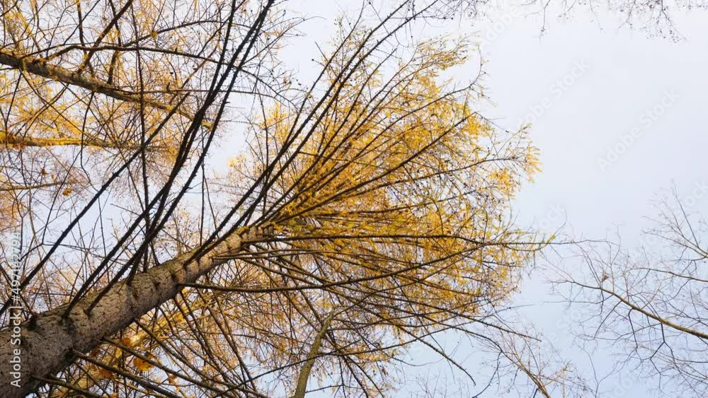 Yellow needles at crown of old larch tree, camera look straight up from ground level. Autumn season, some deciduous conifers turn from green to yellow color before foliage fall down Yellow needles at crown of old larch tree, camera look straight up from ground level. Autumn season, some deciduous conifers turn from green to yellow color before foliage fall down
