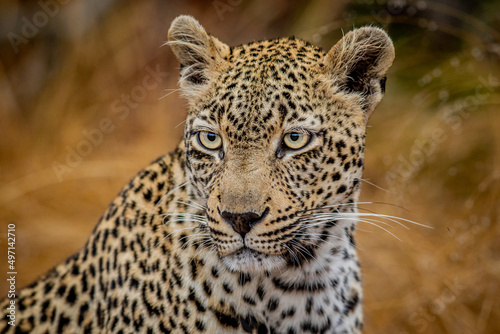 Close up of a female Leopard in the Kruger.