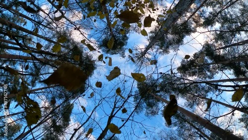 Yellow and dead leaves fall from understory bush, slow motion shot, camera look up. Small sheets whirl and fly down, tall pine trees and blue sky seen on background photo