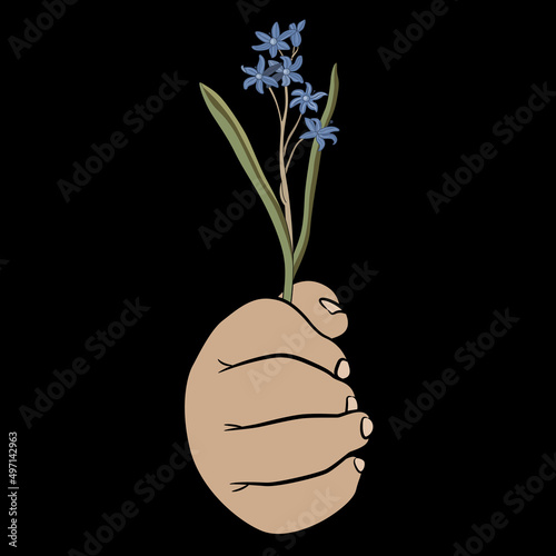 Human child hand holding single branch of blooming spring bluebell or mercury flower (Scilla). Squill plant. Seasonal floral design. On black background.