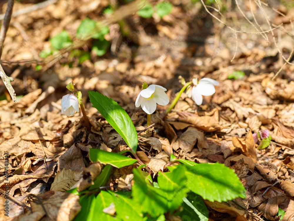 Galanthus or snowdrop in a Forest Galanthus or snowdrop in a Forest