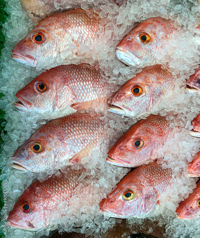 Red snapper fish at the fishmonger on ice Red snapper fish at the fishmonger on ice