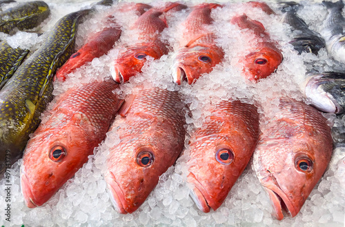 Fotografie Red snapper fish at the fishmonger on ice