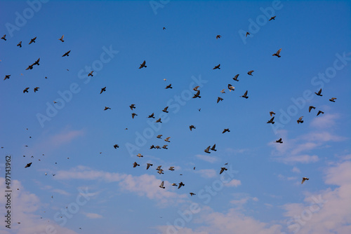 A flock of black doves flies in the blue sky