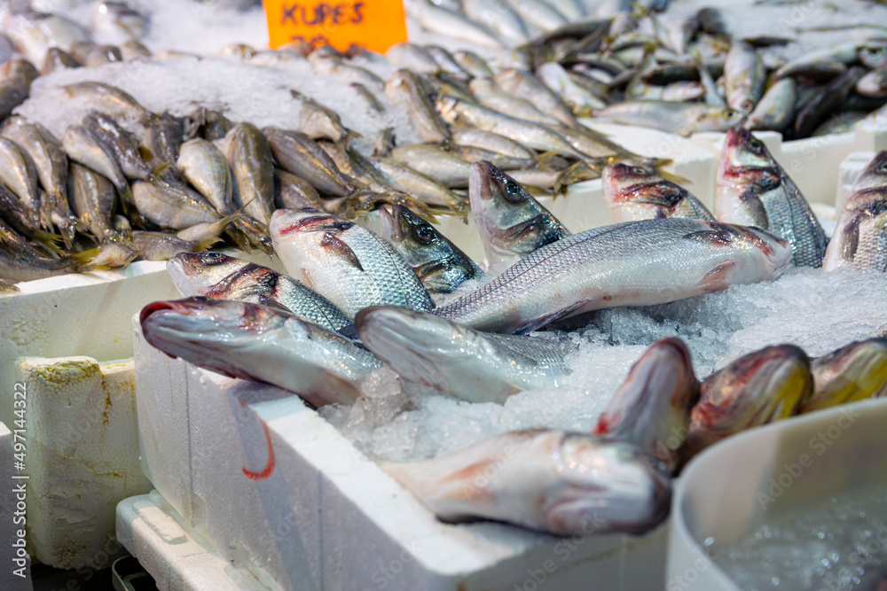 Fish market in Turkey. Fresh Sea Bass on the counter.