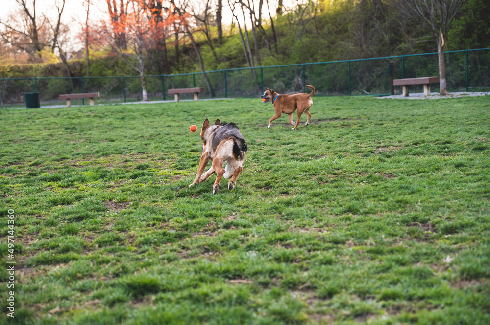 Dog fetching ball with other dogs Dog fetching ball with other dogs