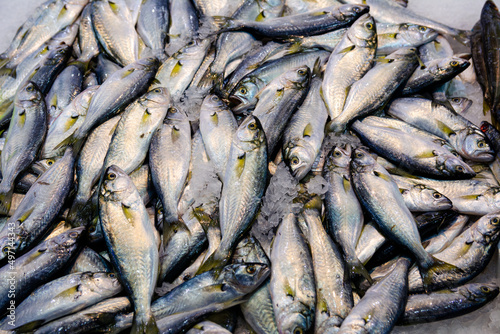 Fish market in Turkey. Fresh Pomatomus saltatrix on the counter. photo