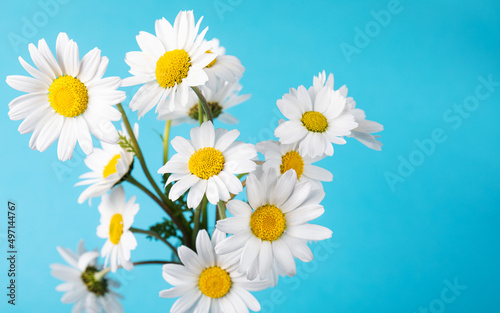 White daisy flowers on the blue background. Daisy flower. Spring background. Present for Mothers Day