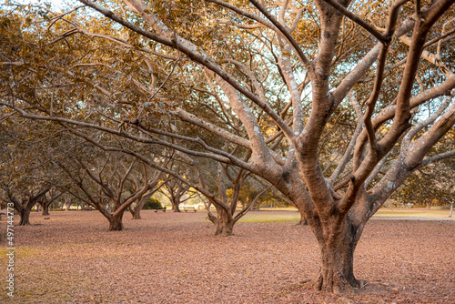 Sequencia de arvores sem folhas sobre o gramado. Natureza, estação de outono.