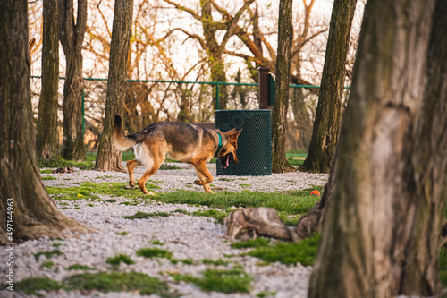 dog in the forest