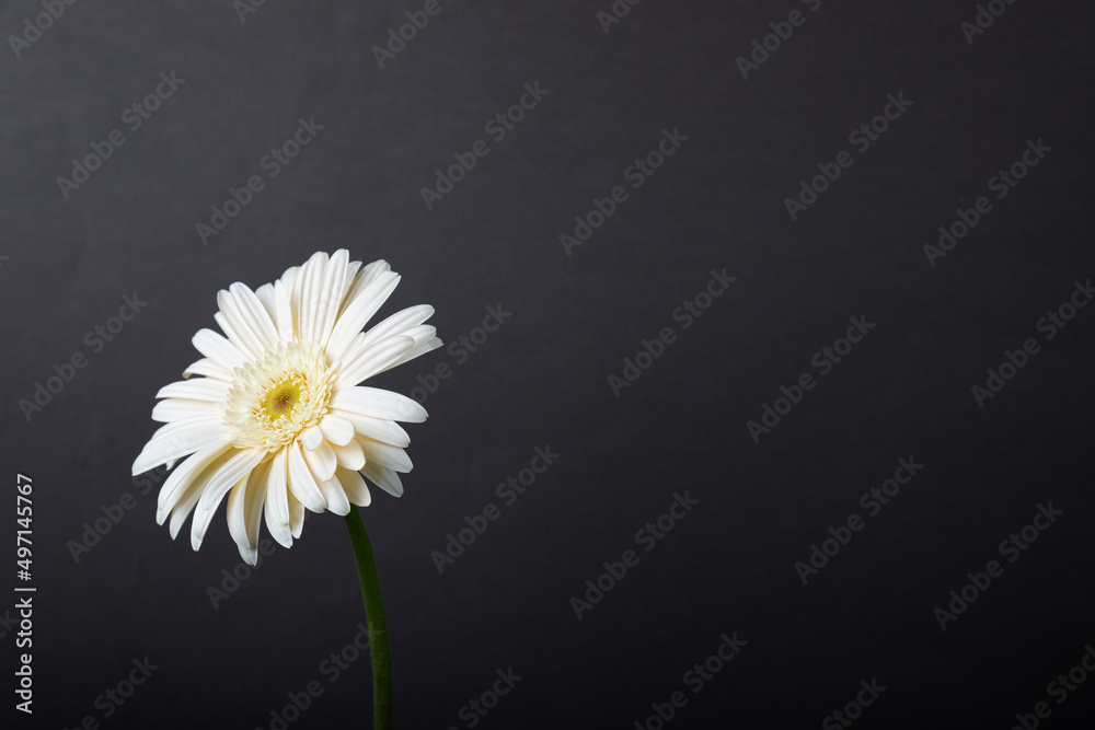 White gerbera flower on black background. White gerbera flower on black background.