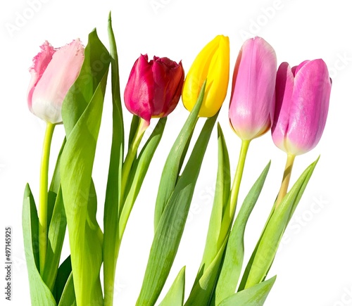 bouquet of pink  yellow and red tulips isolated