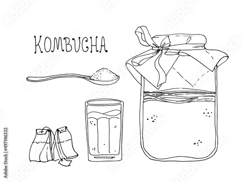 Hand drawn illustration of Kombucha. Ingredients for homemade fermented tea. Healthy beverage. 