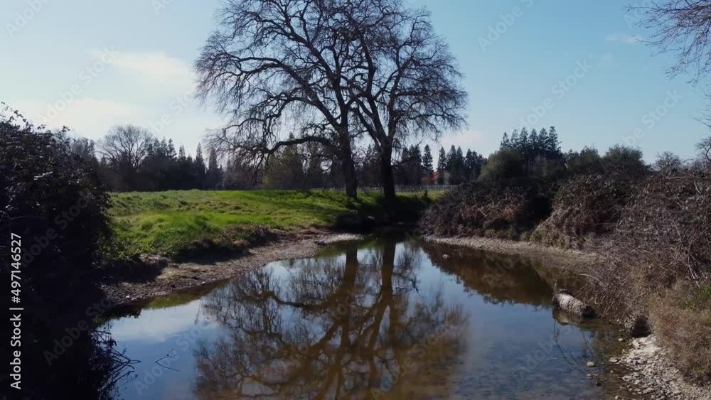 Panning towards an oak tree reflecting in water Panning towards an oak tree reflecting in water