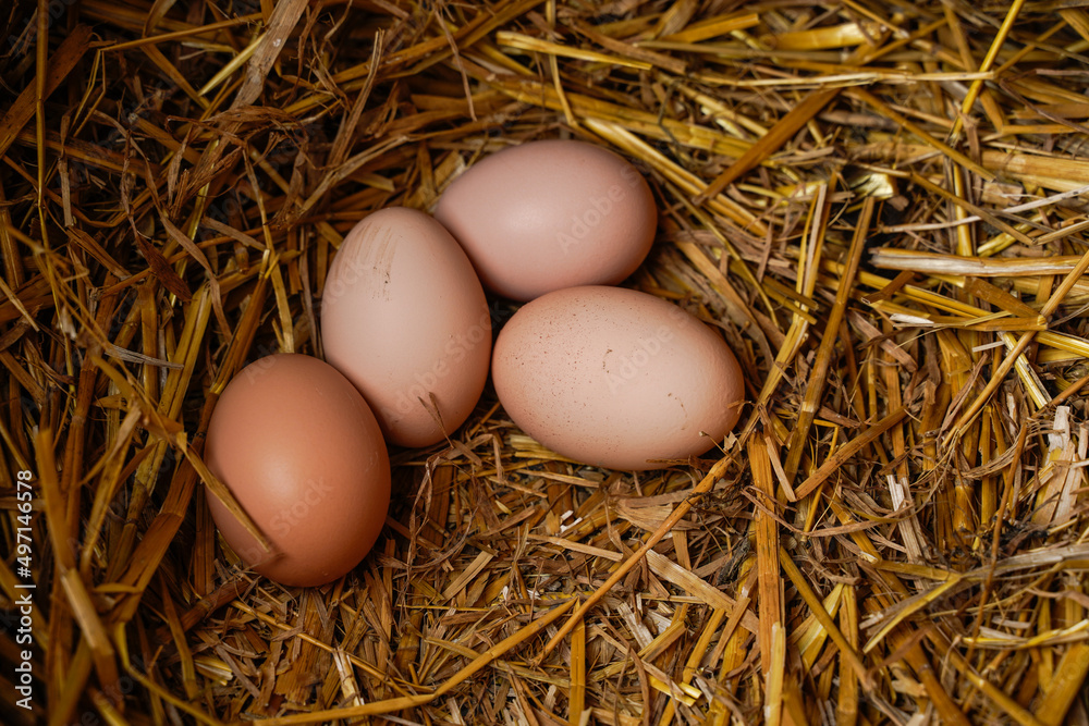 Four eggs in a hen nesting box. Fresh eggs surrounded by straw. Brown eggs.