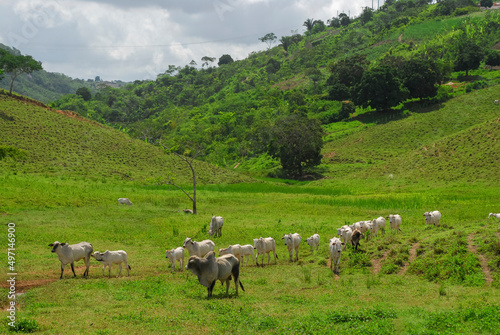 Livestock. Nelore cattle in Piloes, Paraíba, Brazil