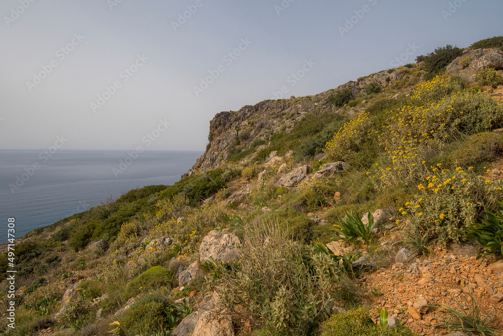 Cretan Phlomis (Phlomis cretica) group growing on a mountain slope near the Mediterranean coast in south Crete