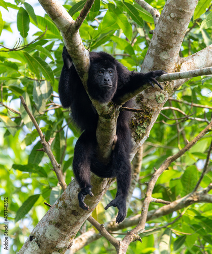 Photography Howler monkey resting