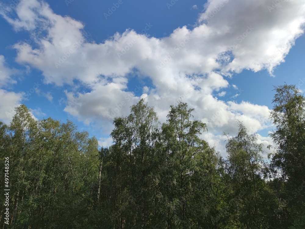 White fluffy cumulus clouds in the sky. Against the background of a light blue sky, snow-white clouds of various shapes and sizes float. The tops of tall trees are visible below. White fluffy cumulus clouds in the sky. Against the background of a light blue sky, snow-white clouds of various shapes and sizes float. The tops of tall trees are visible below.