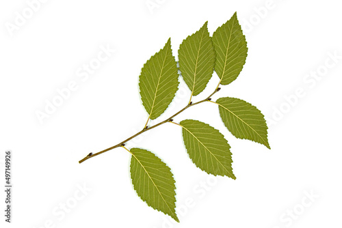 Green leaves of an elm tree on a white background with streaks