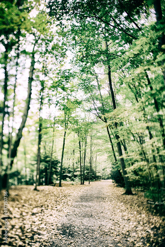 Forest path 