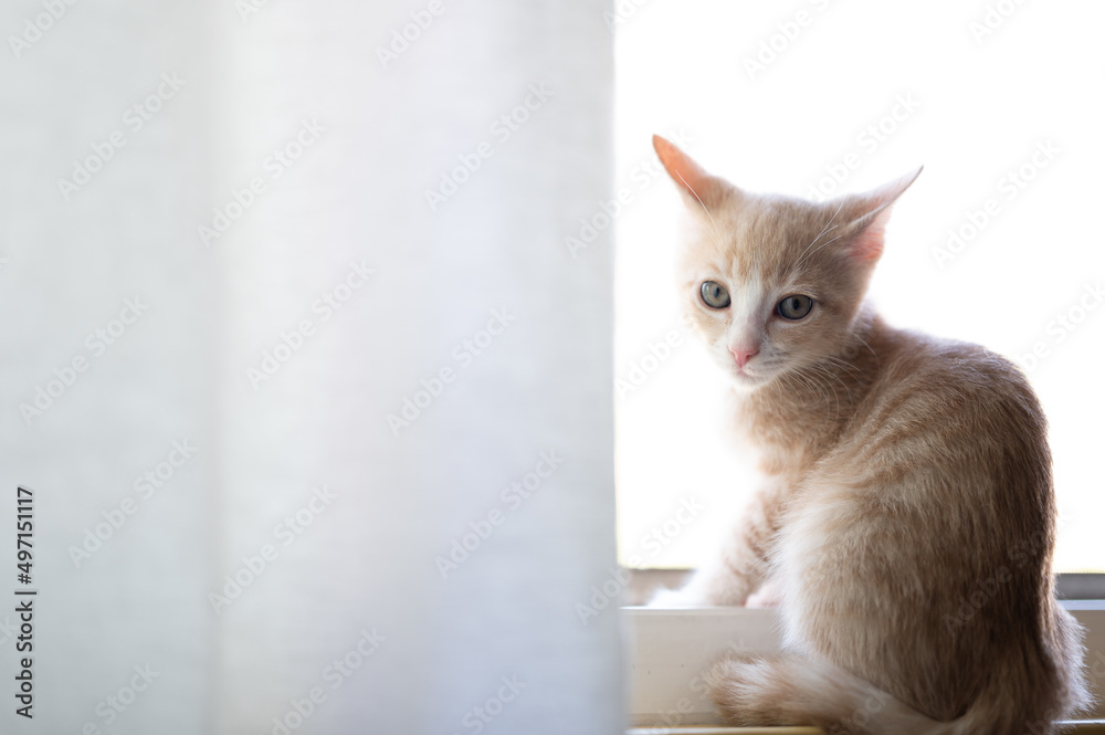 yellow kitten in a window