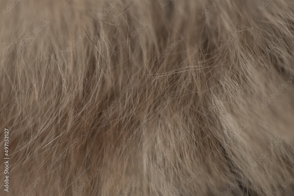 Cat fur wool background, copy space Cat fur wool background, copy space