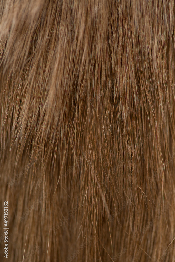 Ginger cat fur texture background. Ginger cat fur texture background.