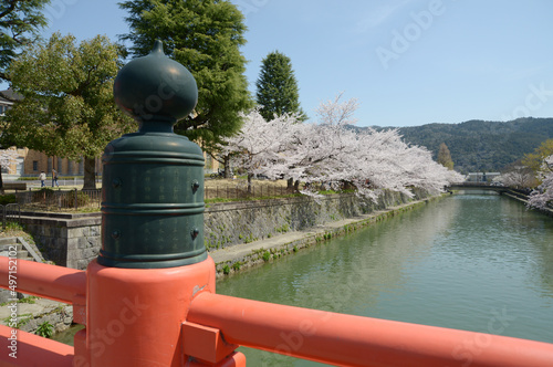 春の京都岡崎公園 疏水堀の桜 京都市左京区