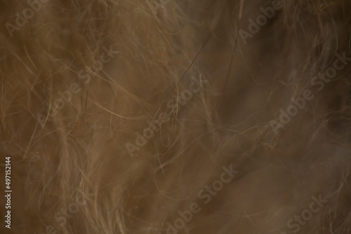 Cat fur wool background, copy space