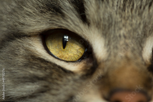 close up of cat eye, macro