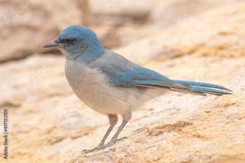 A mexican jay looking for left behind food from hikers on a trail in the Chiricahua mountains of Arizona.  photo