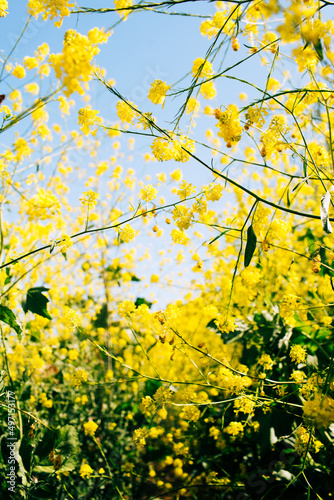 Yellow flowers 