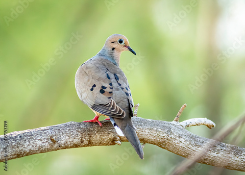 A mourning dove perched on a tree branch.  photo