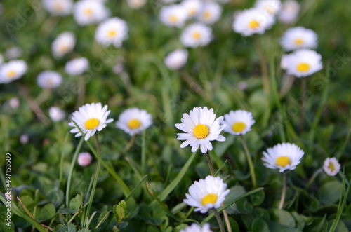 Des pâquerettes fleure jaune et blanche dans un champ 