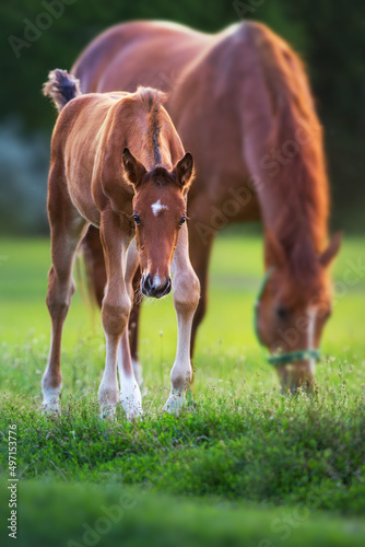 Red mare and foal on green pasture in morning sunlight