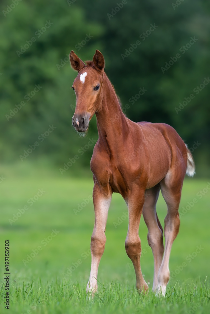 Cute red foal on green pasture at sunrise