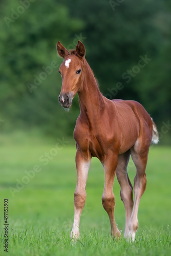 Tablou canvas Cute red foal on green pasture at sunrise