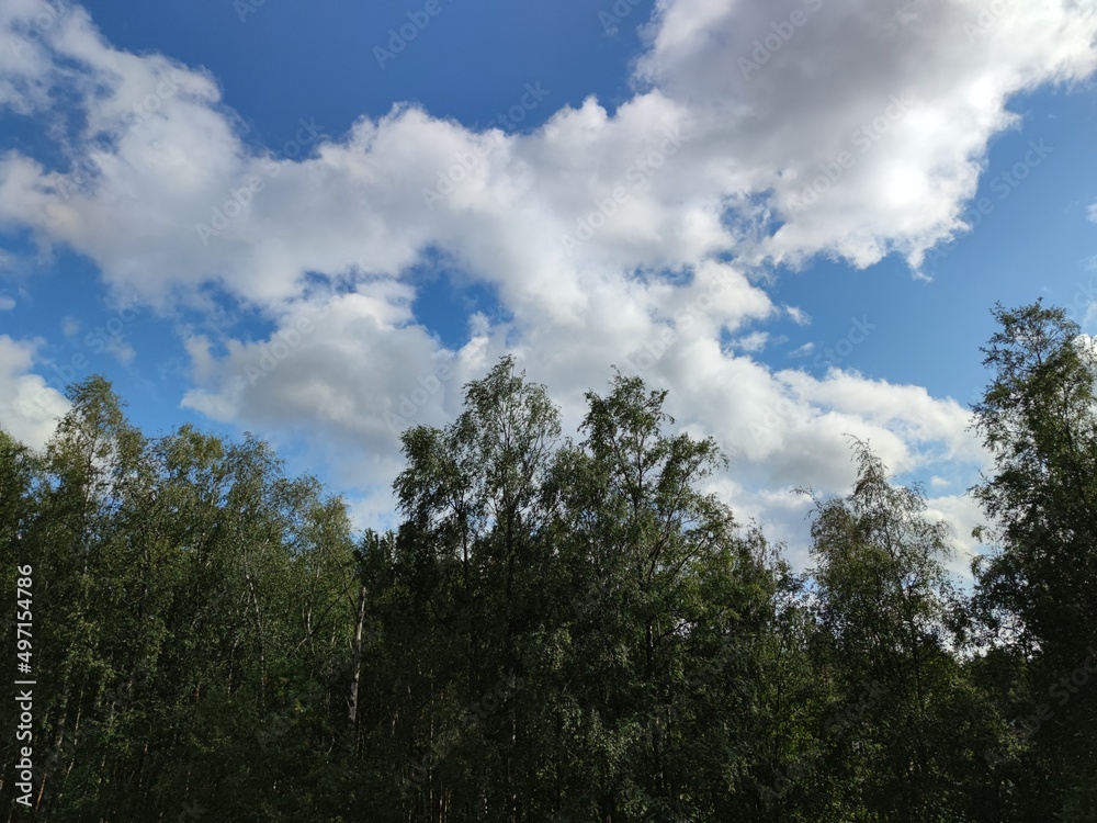 White fluffy cumulus clouds in the sky. Against the background of a light blue sky, snow-white clouds of various shapes and sizes float. The tops of tall trees are visible below. White fluffy cumulus clouds in the sky. Against the background of a light blue sky, snow-white clouds of various shapes and sizes float. The tops of tall trees are visible below.