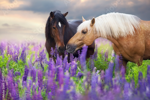 Cremello and bay horse in flowers photo