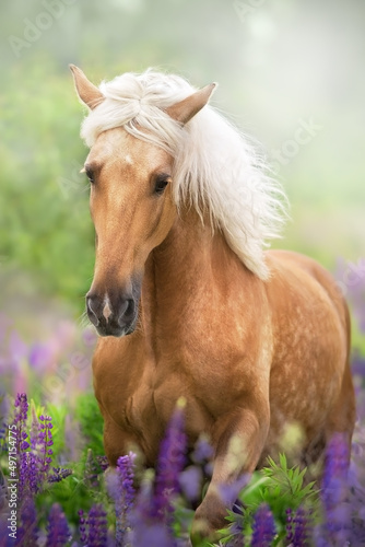 Palomino horse with long mane in lupine flowers field