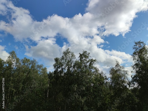 White fluffy cumulus clouds in the sky. Against the background of a light blue sky  snow-white clouds of various shapes and sizes float. The tops of tall trees are visible below.