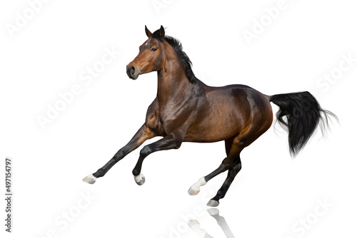  Bay Horse run gallop isolated on white background © callipso88