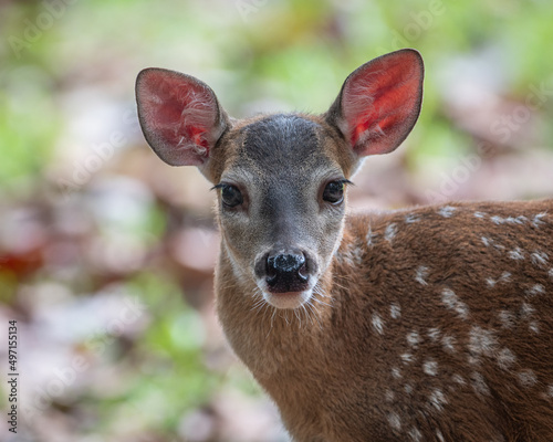 White tail deer