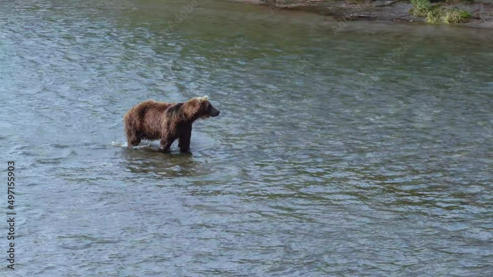 Close Up Panning Shot Of Brown Bear Running In A River Close Up Panning Shot Of Brown Bear Running In A River